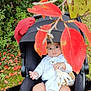 baby, clothing, face, flower, geranium, grass, hat, head, leaf, machine, outdoors, person, photography, plant, portrait, spoke, stroller, toy, tree, wheel