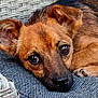 animal, brown_fur, close_up, cozy, cushion, cute, dog, ears, eyes, fabric, indoor, nose, paw, pet, portrait, relaxed, resting, snout, soft_light, woven_texture