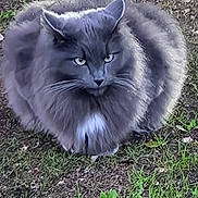 Yumi participe au concours pour gagner de l'argent avec cette photo : animal, cat, cute, dirt, ears, eyes, feline, fluffy, fur, grass, grey_cat, ground, mammal, nature, outdoor, pet, portrait, sitting, whiskers, wildlife