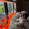 dog, small_dog, fluffy, white_fur, brown_fur, curly_fur, pet, sofa, couch, indoor, home, living_room, window, autumn, fall_decorations, fairy_lights, orange_lights, lantern, cozy, portrait
