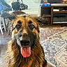 Maui-Moo Bear is registered to the contest to win money with this photo: black, brown, camera_bag, carpet, close_up, curtains, dog, ears_up, flowers, furniture, german_shepherd, indoor, living_room, pet, table, television, tongue_out, tripod, wet_fur, wood_floor