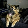 Maui-Moo Bear joined the competition — help win amazing prizes! animal, black_fur, brown_fur, canine, comfortable, couch, cozy, dog, domestic, ears_up, fluffy, furniture, german_shepherd, home, indoor, living_room, pet, relaxed, resting, tongue_out