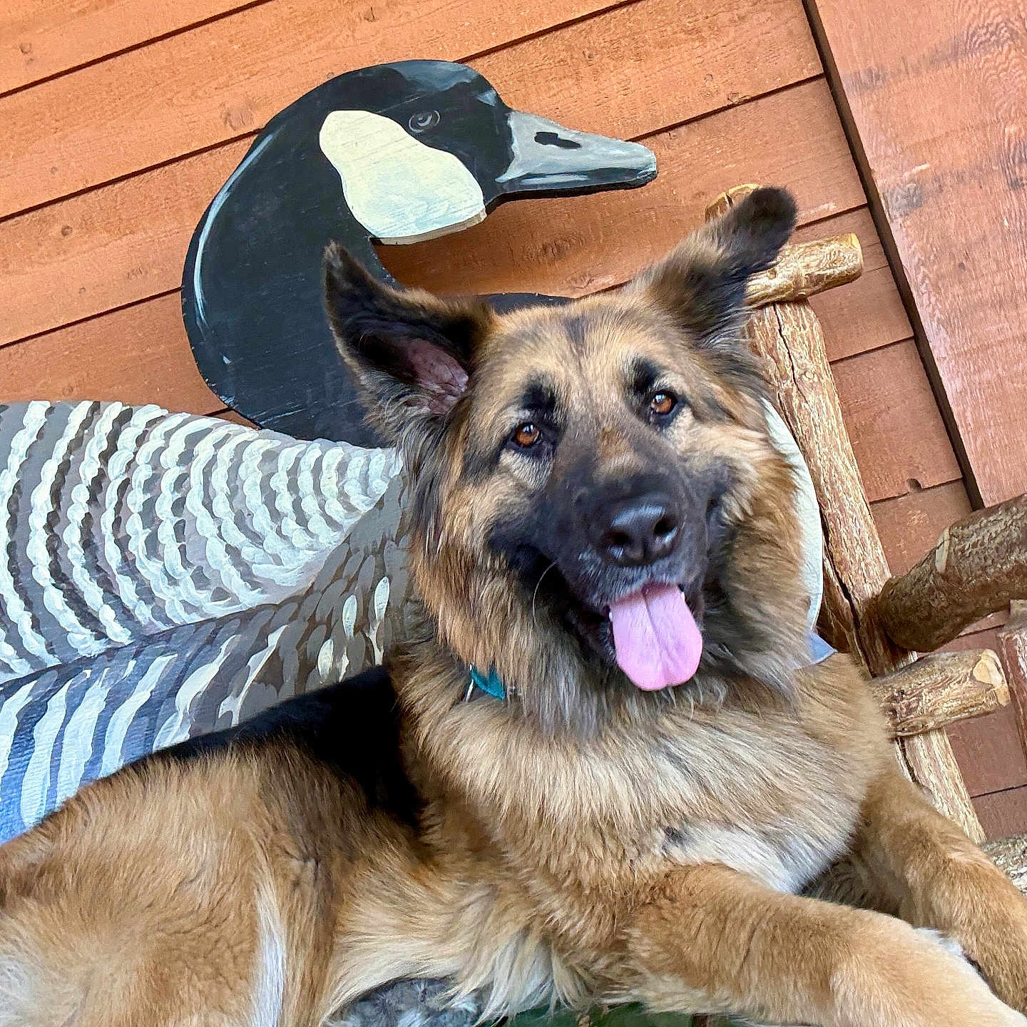 Maui-Moo Bear joined the competition — help win amazing prizes! animal, bench, closeup, cushion, decor, dog, ears, friendly, fur, german_shepherd, outdoor, painted_goose, panting, pet, portrait, relaxing, resting, tongue_out, wooden_bench, wooden_wall