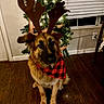 animal, antlers, bandana, brown_dog, christmas_lights, christmas_tree, cute, decorations, dog, domestic_animal, festive, fur, holiday_decor, holiday_season, indoor, pet, reindeer_costume, sitting, window_blinds, wooden_floor
