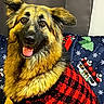 animal, black, blanket, checkered, christmas, cute, decor, dog, fur, german_shepherd, happy, holiday, indoor, ornament, pet, portrait, red, seated, smiling, sweater