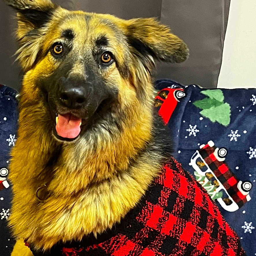 Maui-Moo Bear is registered to the contest to win money with this photo: animal, black, blanket, checkered, christmas, cute, decor, dog, fur, german_shepherd, happy, holiday, indoor, ornament, pet, portrait, red, seated, smiling, sweater