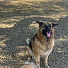 Maui-Moo Bear is registered to the contest to win money with this photo: animal, canine, companion, cute, daylight, dog, friendly, fur, german_shepherd, gravel, nature, outdoor, pets, pomeranian, portrait, shadow, sitting, suburban, sunlight, tongue_out