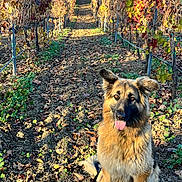 Maui-Moo Bear joined the competition — help win amazing prizes! autumn, canine, daylight, dog, ears, earth, fur, german_shepherd, greenery, landscape, leaves, nature, outdoor, pets, plants, rows, sitting, sunlight, tongue, vineyard