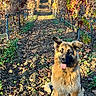 animal, autumn, dog, ears, fur, german_shepherd, grass, happy, leaves, nature, outdoor, pet, plants, playful, rows, sitting, soil, sunlight, tongue_out, vineyard