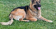 Maui-Moo Bear is registered to the contest to win money with this photo: animal, blue_barrel, canine, dog, ears, fur, german_shepherd, grass, nature, outdoor, park, pet, relaxed, resting, shade, sidewalk, summer, sunlight, tongue_out, tree