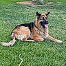 animal, blue_barrel, canine, dog, ears, fur, german_shepherd, grass, nature, outdoor, park, pet, relaxed, resting, shade, sidewalk, summer, sunlight, tongue_out, tree
