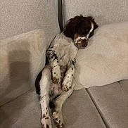 Voltaire a rejoint le concours — aidez-le/la à gagner de superbes lots ! animal, beige, comfort, couch, cozy, cute, dog, fluffy, fur, home, indoor, nap, pet, pillow, puppy, relaxation, resting, sleeping, sofa, spots