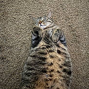 Jewell joined the competition — help win amazing prizes! cat, tabby, lying_down, belly_up, sleeping, feline, pet, fur, whiskers, paws, indoor, carpet, texture, relaxed, cute, animal, mammal, domestic, cozy, resting