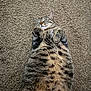 cat, tabby, lying_down, belly_up, sleeping, feline, pet, fur, whiskers, paws, indoor, carpet, texture, relaxed, cute, animal, mammal, domestic, cozy, resting