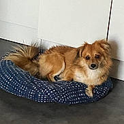 Cooky participe au concours pour gagner de l'argent avec cette photo : dog, pet, canine, fluffy, brown_fur, golden_fur, small_dog, lying_down, resting, dog_bed, blue_bed, indoor, home, corner, floor, white_wall, portrait, looking_at_camera, curled_up, cozy