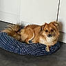 dog, pet, canine, fluffy, brown_fur, golden_fur, small_dog, lying_down, resting, dog_bed, blue_bed, indoor, home, corner, floor, white_wall, portrait, looking_at_camera, curled_up, cozy