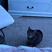 Cosmo joined the competition — help win amazing prizes! cat, tabby_cat, carpet, furniture, dresser, drawer, handle, indoor, pet, animal, floor, blanket, curious, looking_up, green_object, cozy, home, room, chair, white