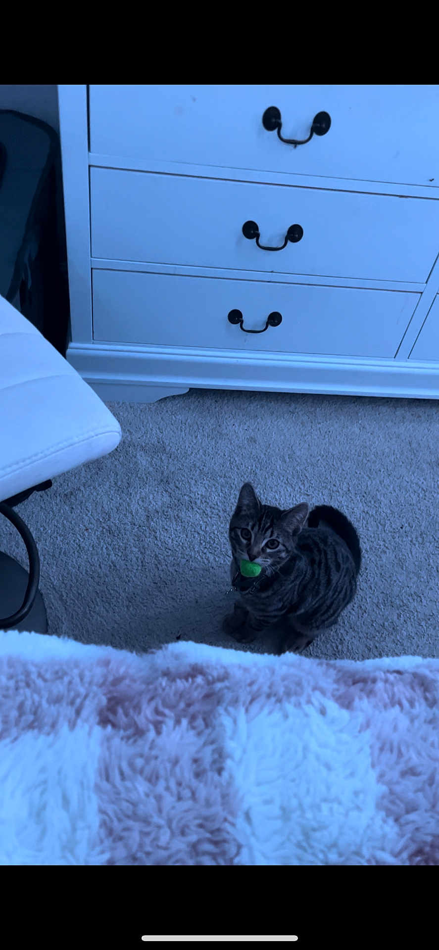 Cosmo