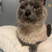 Luna is registered to the contest to win money with this photo: cat, siamese_like, blue_eyes, whiskers, fur, close_up, portrait, pet, domestic_animal, pillow, bed, indoor, ears, nose, paw, relaxed, feline, gray_fur, cute, curious
