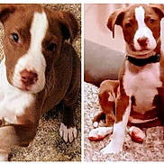 Cash is registered to the contest to win money with this photo: puppy, dog, brown, white, indoor, carpet, cute, pet, animal, young, playful, sitting, paw, floppy_ears, curious, companion, furry, friendly, adorable, domestic