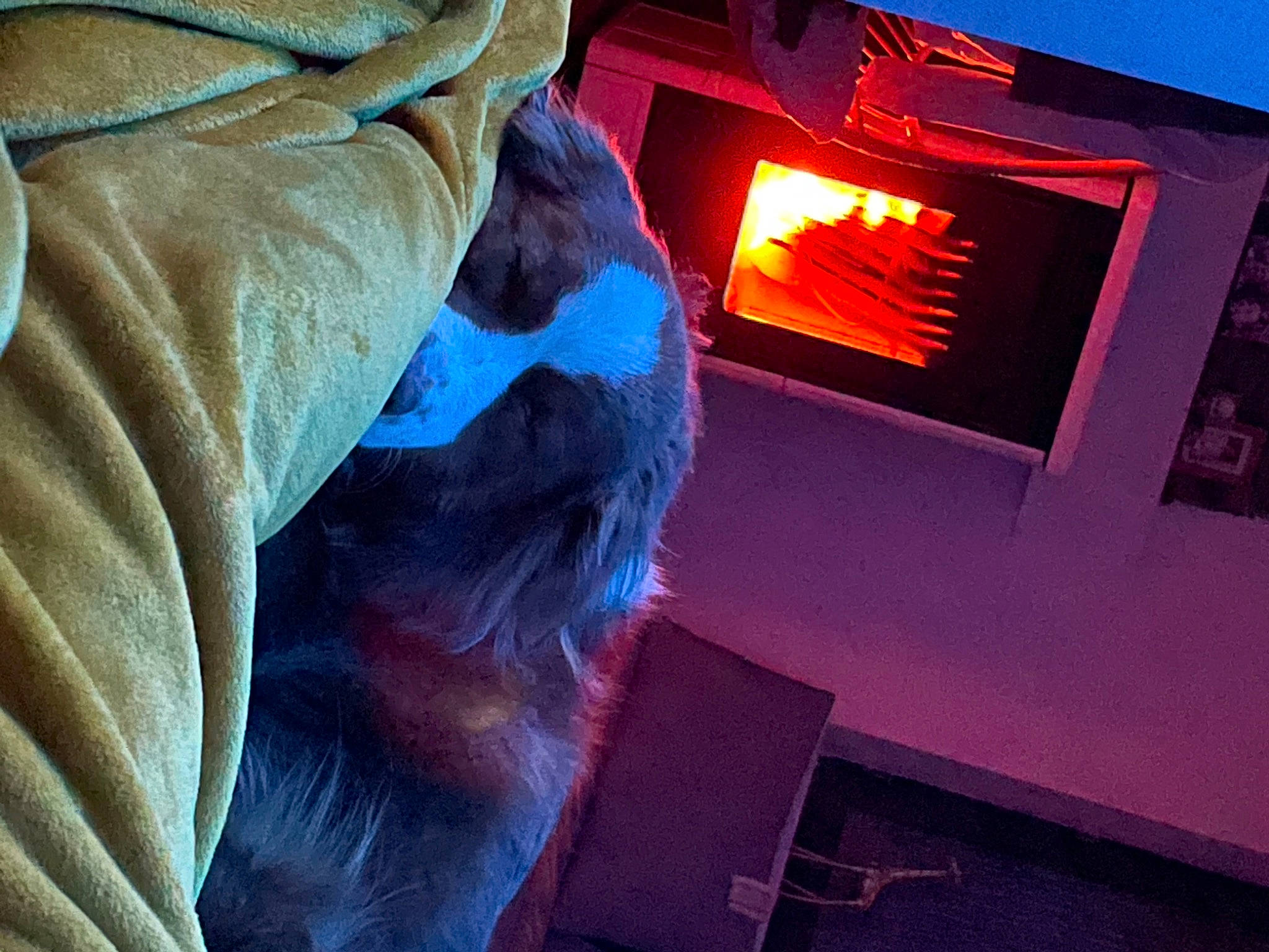 Trixie participe au concours pour gagner de l'argent avec cette photo : automotive_lighting, canidae, carnivore, companion_dog, couch, dog_breed, electric_blue, felidae, fun, fur, gas, heat, human_leg, magenta, room, small_to_medium_sized_cats, sporting_group, tail, television_set, whiskers