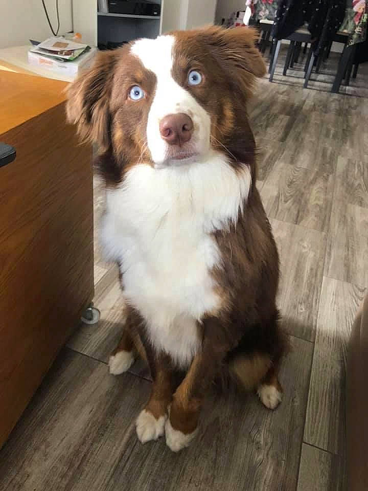 Trixie a rejoint le concours — aidez-le/la à gagner de superbes lots ! canidae, carnivore, chair, companion_dog, dog, dog_breed, door, flooring, fur, gun_dog, hardwood, liver, plank, spaniel, sporting_group, varnish, whiskers, wood, wood_stain, working_animal