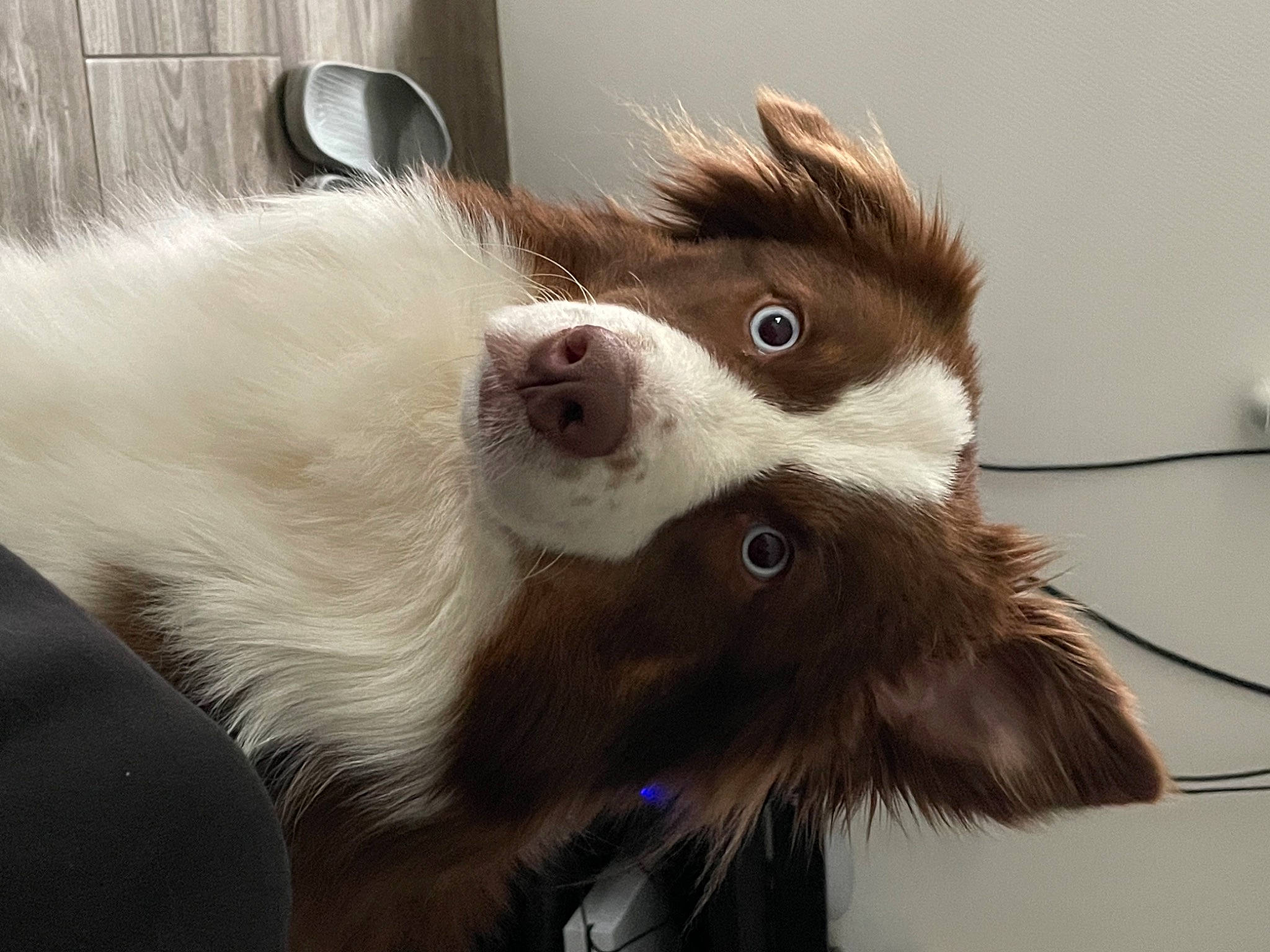 Trixie participe au concours pour gagner de l'argent avec cette photo : canidae, carnivore, companion_dog, dog_breed, ear, eyelash, fawn, felidae, fur, liver, natural_material, small_to_medium_sized_cats, snout, sporting_group, terrestrial_animal, whiskers, window, working_animal