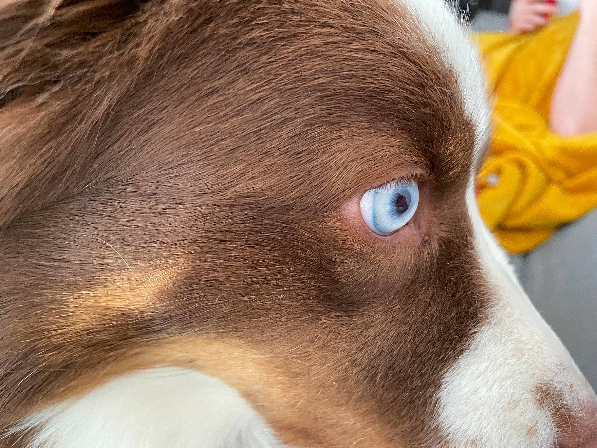 Trixie participe au concours pour gagner de l'argent avec cette photo : canidae, carnivore, collar, companion_dog, dog, dog_breed, ear, eyelash, fawn, fur, hunting_dog, liver, non_sporting_group, pet_supply, sighthound, snout, sporting_group, whiskers, working_animal