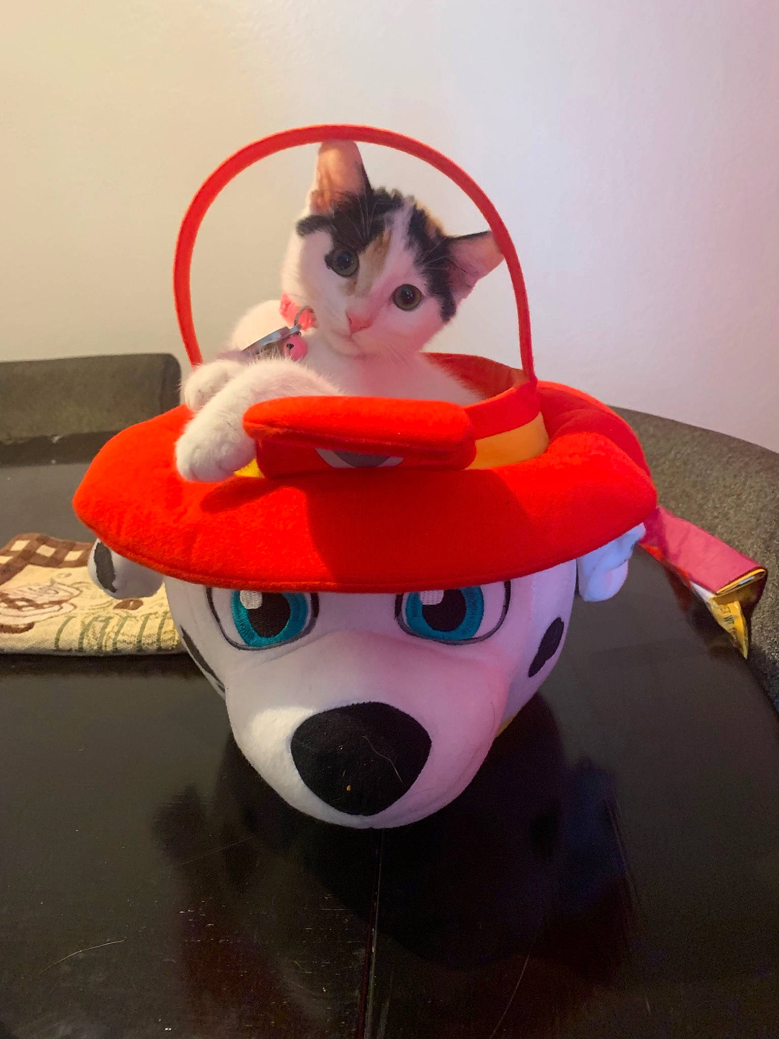 Benelli is registered to the contest to win money with this photo: canidae, cat, fur, tail, toy, whiskers