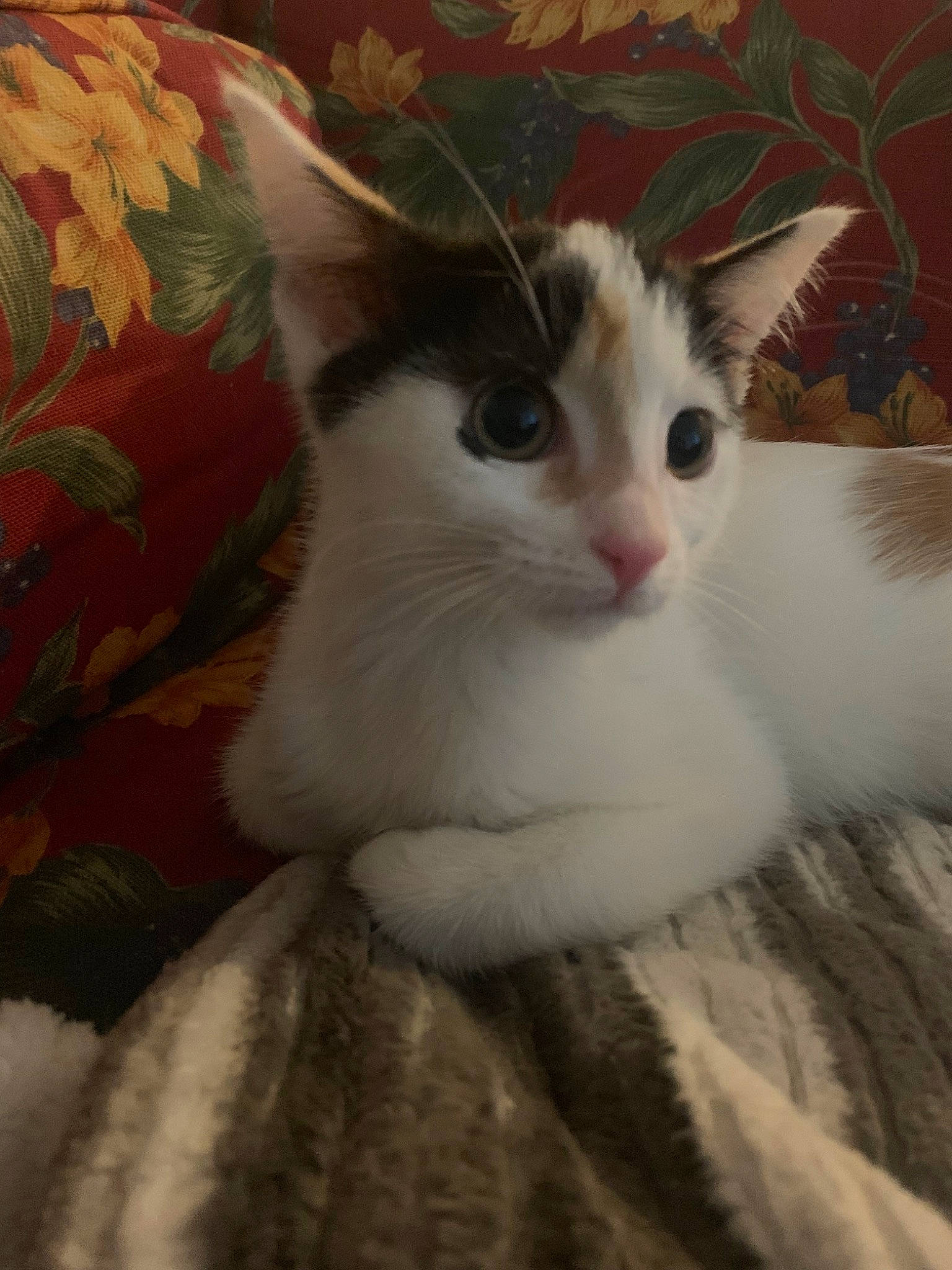 Benelli joined the competition — help win amazing prizes! aegean_cat, american_wirehair, carnivore, cat, domestic_short_haired_cat, european_shorthair, eye, felidae, fur, japanese_bobtail, kitten, mammal, small_to_medium_sized_cats, tail, turkish_van, vertebrate, whiskers