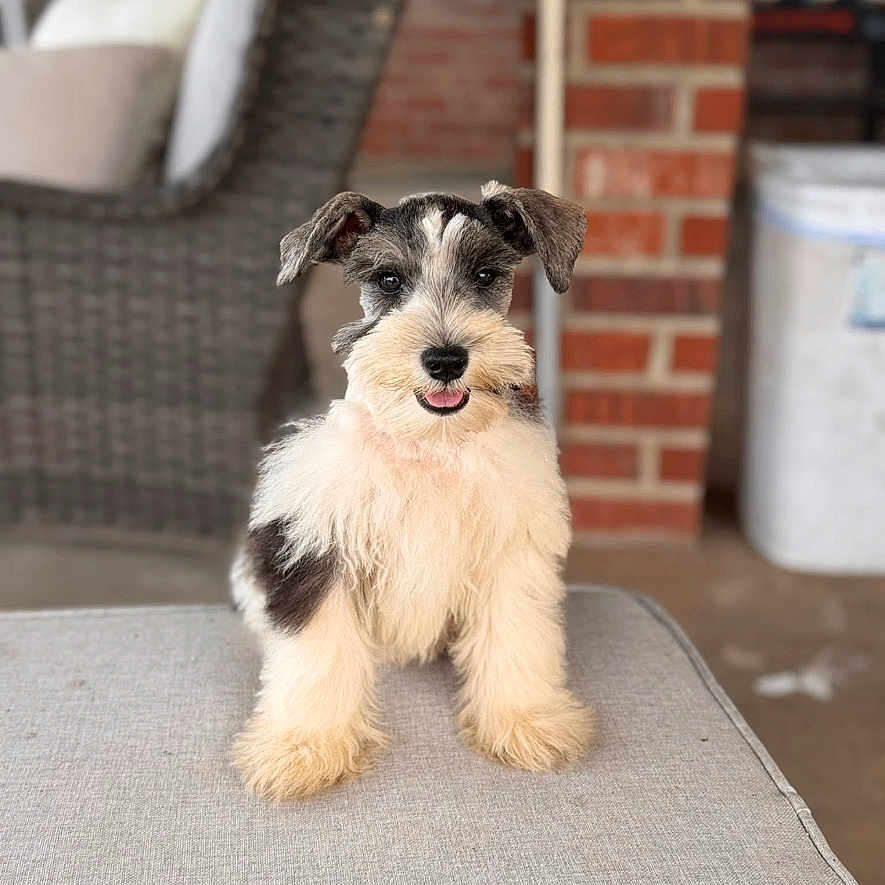Koda is registered to the contest to win money with this photo: animal, brick_wall, canine, companion, cushion, cute, dog, domestic_animal, fluffy, friendly, fur, happy, outdoor, pet, portrait, puppy, sitting, smiling, wicker_furniture, young_dog