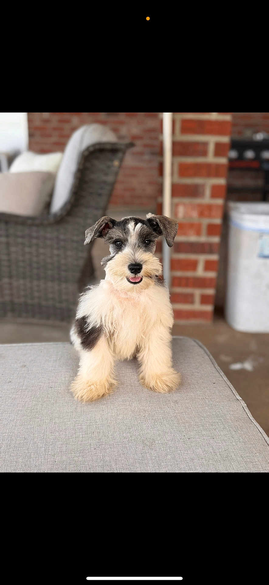 Koda