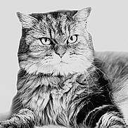 Luna participe au concours pour gagner de l'argent avec cette photo : cat, animal, pet, fluffy, fur, whiskers, portrait, black_and_white, closeup, relaxed, indoor, feline, eyes, cute, mammal, soft, paws, laying, face, domestic