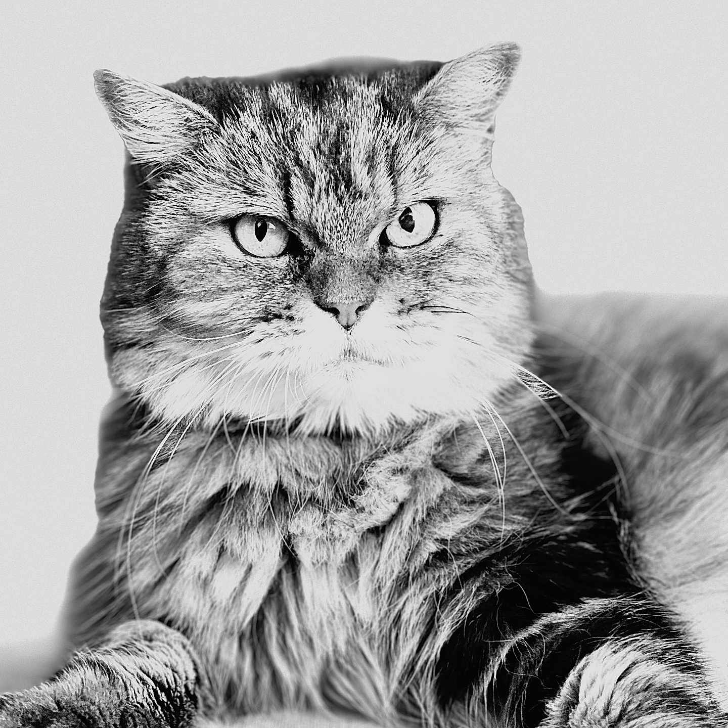 Luna participe au concours pour gagner de l'argent avec cette photo : animal, black_and_white, cat, closeup, cute, domestic, eyes, face, feline, fluffy, fur, indoor, laying, mammal, paws, pet, portrait, relaxed, soft, whiskers
