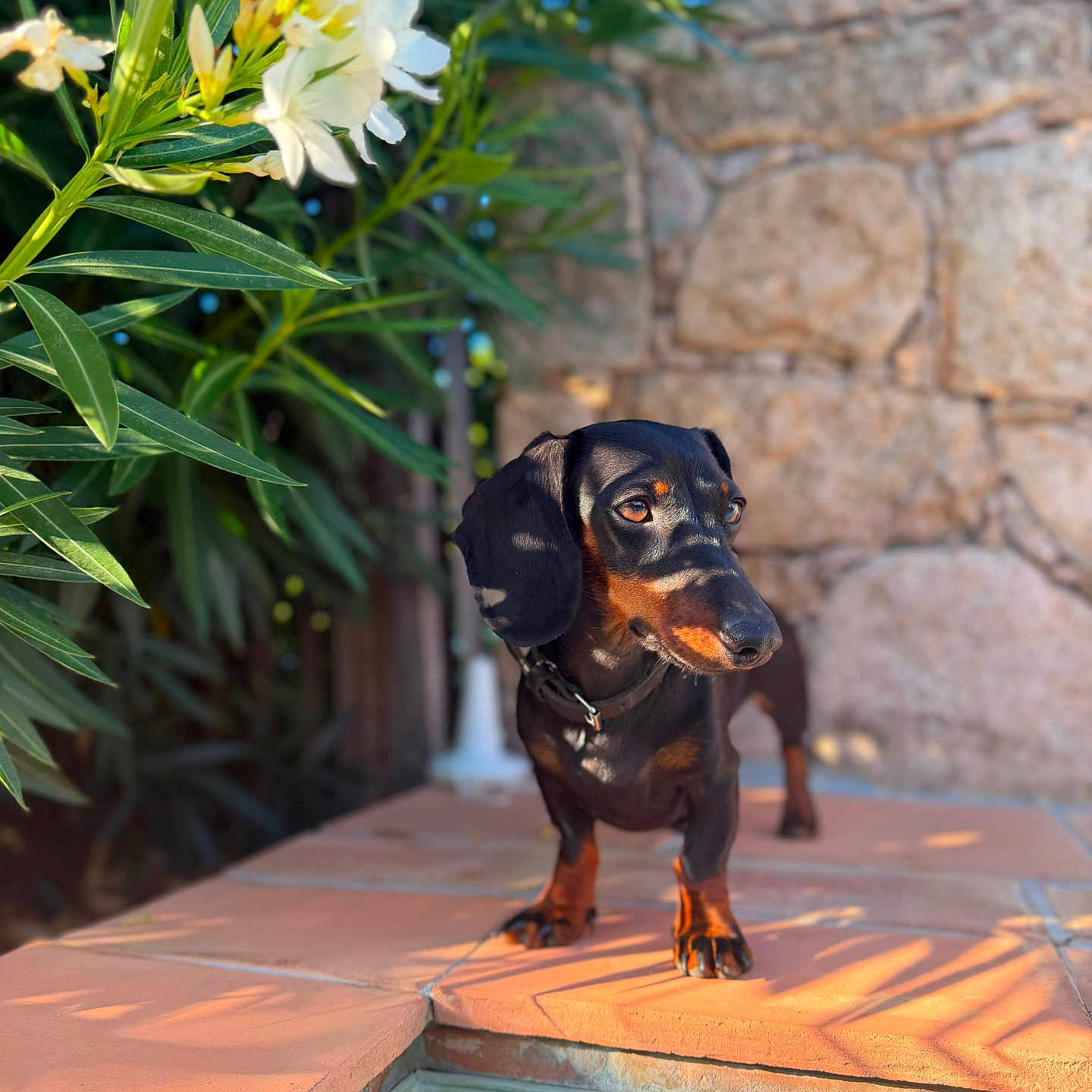 Lilo
