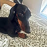 dog, black_and_tan_dog, pet, puppy, canine, portrait, sitting, bed, bedroom, bedding, patterned_blanket, leaf_pattern, window, sunlight, indoors, dresser, television, home, long_ears, paws