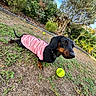 Lilo participe au concours pour gagner de l'argent avec cette photo : dog, dachshund, black_and_tan, pink_coat, clothing, outdoor, garden, yard, grass, soil, plants, trees, shrubs, palm_leaves, tennis_ball, pet, animal, lying_down, collar, sunlight