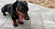 Lilo participe au concours pour gagner de l'argent avec cette photo : dog, dachshund, black_and_tan, small_dog, short_legs, long_body, open_mouth, panting, teeth, tongue, outdoor, garden, paved_walkway, stone_pavement, trees, nature, sunlight, portrait, playful, pet
