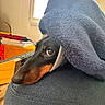 Lilo a rejoint le concours — aidez-le/la à gagner de superbes lots ! dog, black_and_tan, sleeping, blanket, fuzzy, cozy, chair, indoors, portrait, close_up, pet, resting, head, snout, eye, collar, blue, furniture, window, books