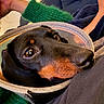 dog, doberman, black_and_tan, pet, animal, close_up, portrait, brown_eyes, floppy_ears, long_snout, black_fur, tan_markings, indoors, pet_carrier, blanket, human, couch, cozy, relaxed, photography