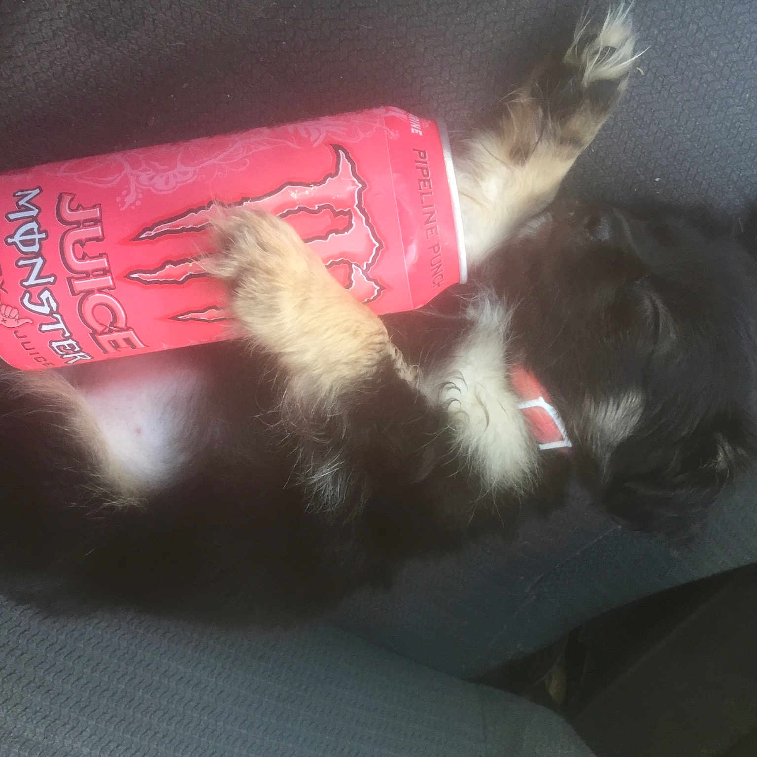 Sammy joined the competition — help win amazing prizes! carmine, carnivore, cat, comfort, dog_breed, felidae, foot, fur, grey, human_leg, mammal, nail, paw, small_to_medium_sized_cats, snout, sporting_group, tail, thigh, whiskers, wrist