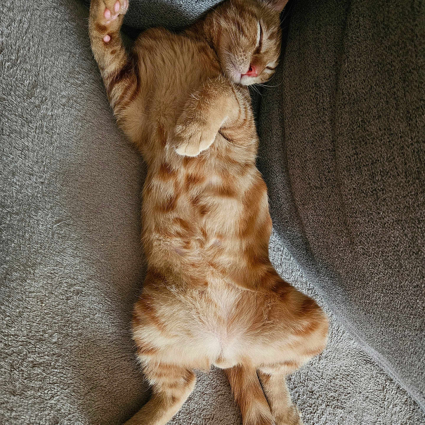 Pralinou participe au concours pour gagner de l'argent avec cette photo : abyssinian, animal, armchair, bed, blanket, cat, chair, couch, cushion, furniture, hardwood, homedecor, indoors, kitten, manx, person, pet, quilt, sleeping, wood