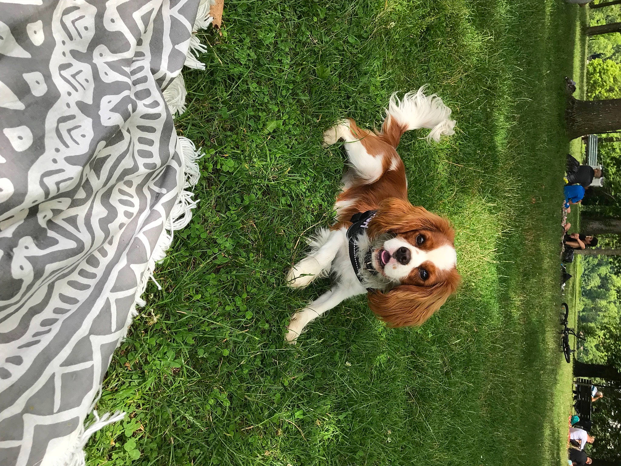 Nash a rejoint le concours — aidez-le/la à gagner de superbes lots ! art, canidae, carnivore, companion_dog, dog, dog_breed, fawn, garden, grass, lawn, leisure, plant, recreation, shrub, sporting_group, tablecloth, tail, tree, wildlife, wood