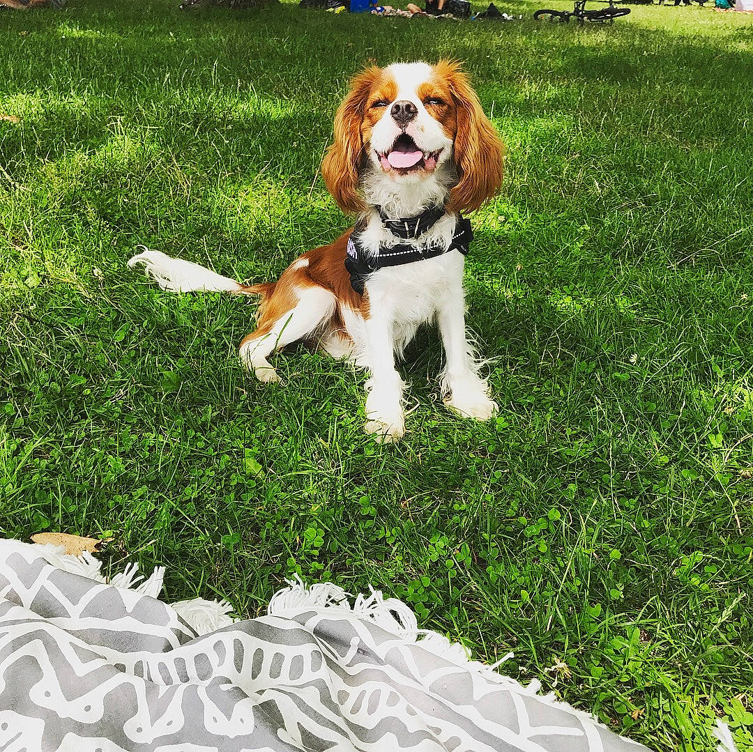 Nash participe au concours pour gagner de l'argent avec cette photo : basset_hound, beagle_harrier, carnivore, cavalier_king_charles_spaniel, companion_dog, dog, dog_breed, fawn, grass, groundcover, hound, lawn, leash, meadow, people_in_nature, plant, scent_hound, spaniel, tail, working_dog