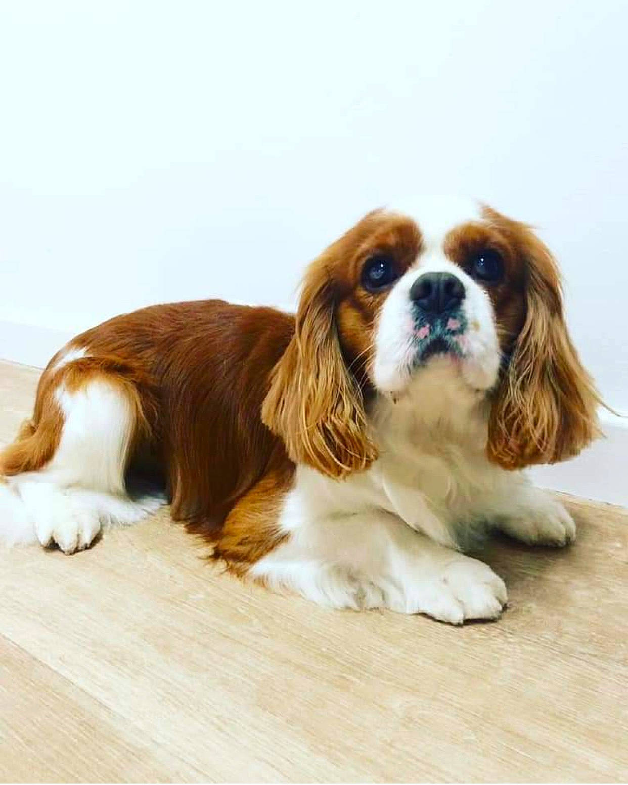 Nash participe au concours pour gagner de l'argent avec cette photo : balance, canidae, carnivore, companion_dog, dog, dog_breed, door, fawn, fur, king_charles_spaniel, liver, snout, spaniel, sporting_group, terrestrial_animal, wood, working_animal, working_dog