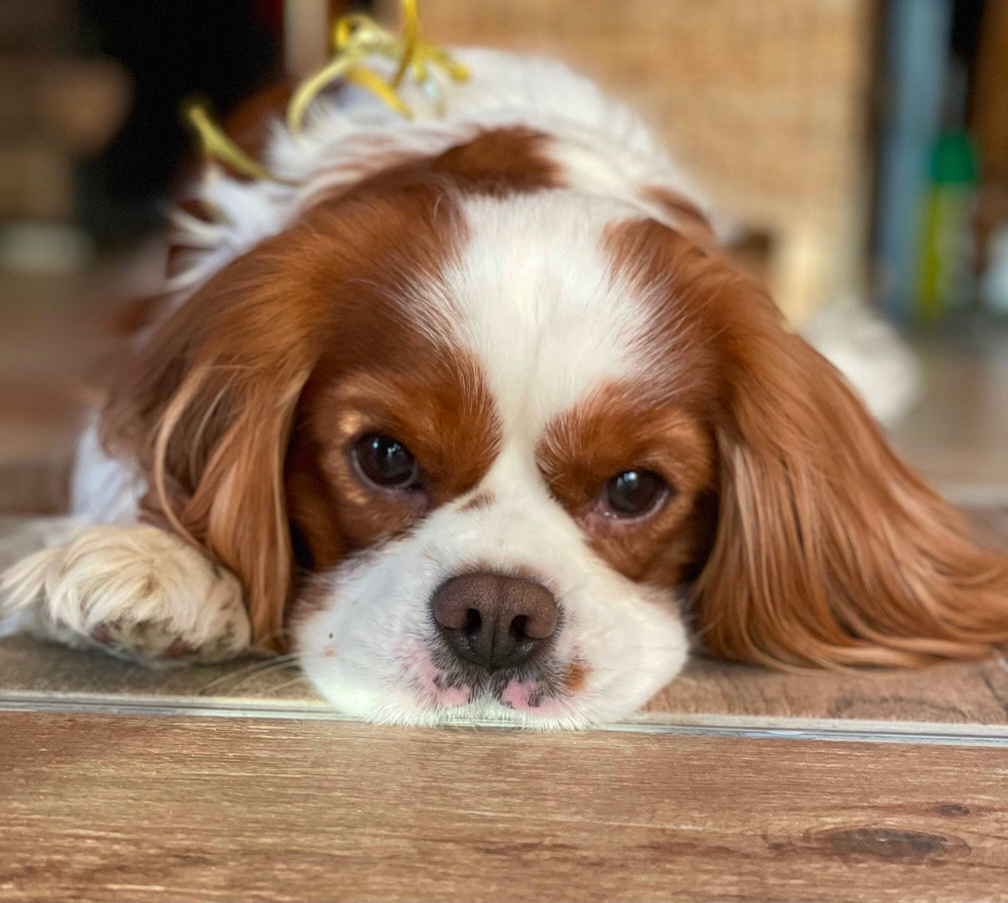 Nash a rejoint le concours — aidez-le/la à gagner de superbes lots ! canidae, carnivore, cavalier_king_charles_spaniel, companion_dog, dog, dog_breed, fawn, fur, grass, king_charles_spaniel, liver, puppy, snout, spaniel, sporting_group, terrestrial_animal, toy_dog, whiskers, wood, working_animal