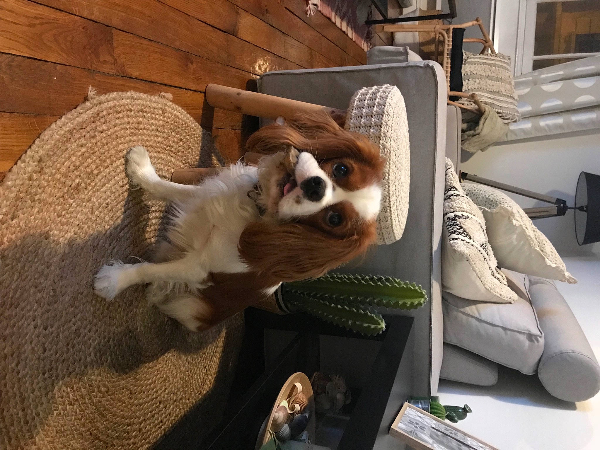 Nash participe au concours pour gagner de l'argent avec cette photo : art, canidae, carnivore, comfort, companion_dog, dog, dog_breed, door, fawn, flooring, fur, hardwood, room, sporting_group, toy, toy_dog, whiskers, window, wood, working_animal