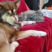 Gabin a rejoint le concours — aidez-le/la à gagner de superbes lots ! animal_companions, brown_and_white, canine, cat, couch, cozy, dog, feline, fluffy, gray, home, indoor, long_hair, lying_down, pets, plush_toy, portrait, red_blanket, relaxed, sleepy