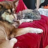 animal_companions, brown_and_white, canine, cat, couch, cozy, dog, feline, fluffy, gray, home, indoor, long_hair, lying_down, pets, plush_toy, portrait, red_blanket, relaxed, sleepy