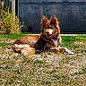 Gabin a rejoint le concours — aidez-le/la à gagner de superbes lots ! animal_portrait, backyard, dog, fluffy, grass, happy, lawn, long_hair, lying_down, open_mouth, outdoor, pet, plants, pointed_ears, reddish_brown, relaxed, sunlight, tongue, wall, white_markings